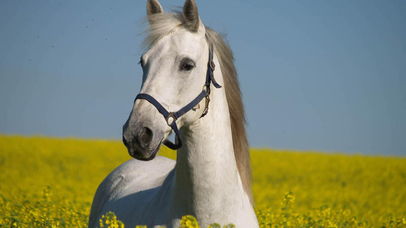 Weißes Pferd Schimmel