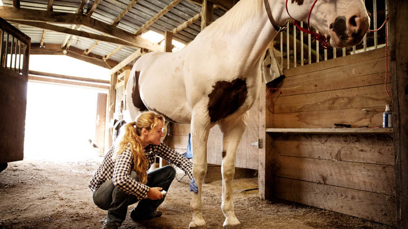 Pferdebeine Gamaschen
